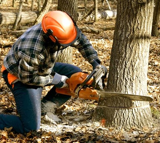 Tree Removal in Riviera, TX